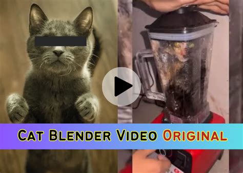 cat in blender video twitter|Cat Blender Video